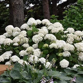 Annabelle Hydrangea #5 gallon pot