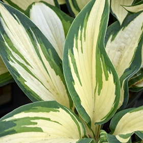Hans Hosta #1 gallon pot