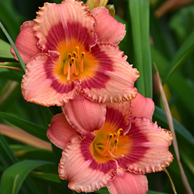 Strawberry Candy Daylily #2 gallon pot