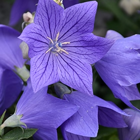 Sentimental Blue Balloon Flower #1 gallon pot