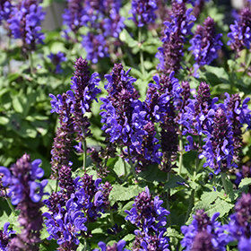 Blue Marvel Meadow Sage #2 gallon pot