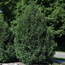 Techny Arborvitae #15 gallon pot - 4' height