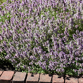 Common Thyme 4.25"/Grande pot - Proven Winners