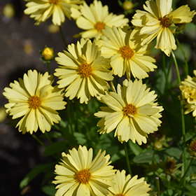 Leading Lady Lauren Tickseed #1 gallon pot