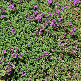 Creeping Thyme 3.25"/pint pot