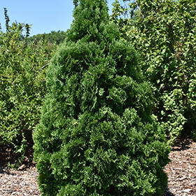 Holmstrup Arborvitae #3 gallon pot