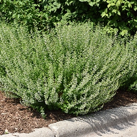 Calamint #1.5 gallon pot