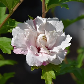 French Cabaret Blush Rose of Sharon #5 gallon pot