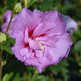 Lavender Chiffon Rose Of Sharon #5 gallon pot - Proven Winners