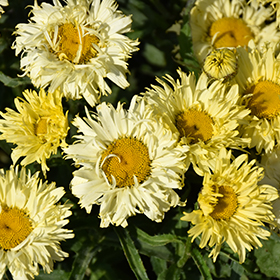 Goldfinch Shasta Daisy #2 gallon pot