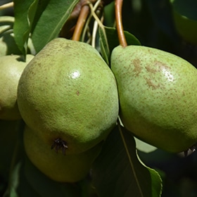 Luscious Pear #7 gallon pot