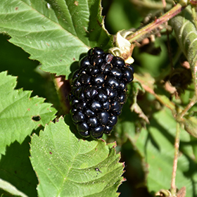 Chester Thornless Blackberry #2 gallon pot - Hollybrook Farms