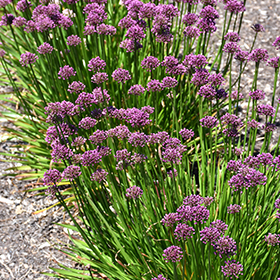 Windy City Ornamental Onion #1 gallon pot