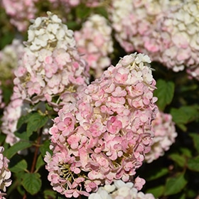 Strawberry Sundae Hydrangea #2 gallon pot
