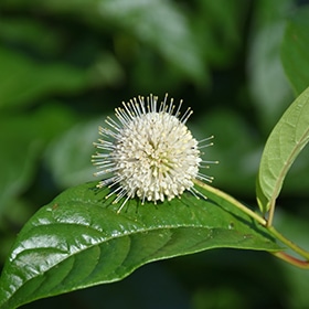 Sugar Shack Button Bush #3 gallon pot - Proven Winners