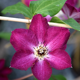 Viva Polonia Clematis #1.5 gallon pot - Proven Winners