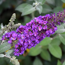 Miss Violet Butterfly Bush #1.5 gallon pot - Proven Winners