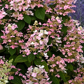 Quick Fire Hydrangea #3 gallon pot - Proven Winners