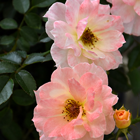 Oso Easy Italian Ice Rose #1.5 gallon pot - Proven Winners