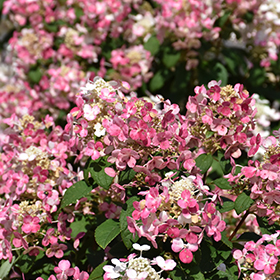 Little Quick Fire Hydrangea #7 gallon pot - Proven Winners