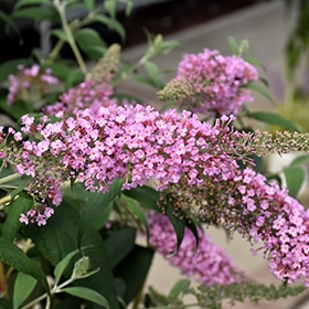 Pink Delight Butterfly Bush #3 gallon pot
