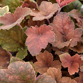Pumpkin Spice Foamy Bells #1 gallon pot