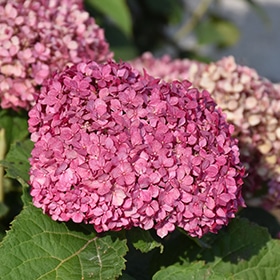 Invincibelle Mini Mauvette Hydrangea #3 gallon pot - Proven Winners