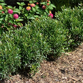 Gem Box Inkberry Holly #2 gallon pot - Proven Winners