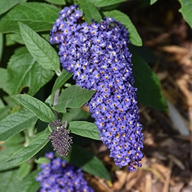 Pugster Blue Butterfly Bush #3 gallon pot - Proven Winners