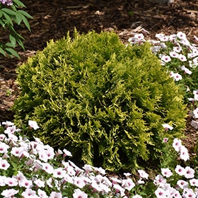 Anna's Magic Ball Arborvitae #2 gallon pot - Proven Winners