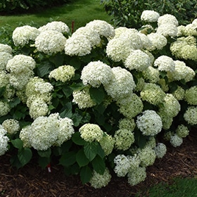 Invincibelle Limetta Hydrangea #3 gallon pot - Proven Winners