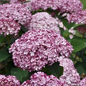 Incrediball Blush Smooth Hydrangea #3 gallon pot - Proven Winners
