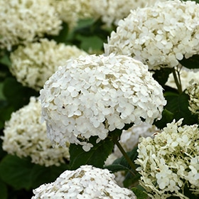Invincibelle Wee White Hydrangea #3 gallon pot - Proven Winners