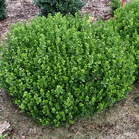 Sprinter Boxwood #1.5 gallon pot - Proven Winners