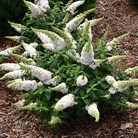 Pugster White Butterfly Bush #2 gallon pot - Proven Winners