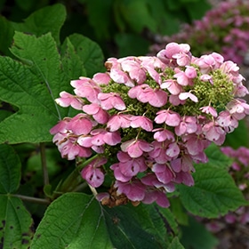 Gatsby Pink Hydrangea #3 gallon pot - Proven Winners