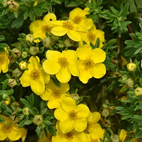 Happy Face Yellow Potentilla #2 gallon pot