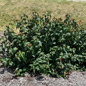 Kodiak Black Diervilla #2 gallon pot - Proven Winners