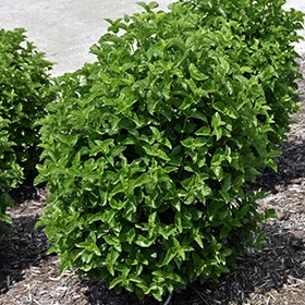 All That Glows Viburnum #5 gallon pot - Proven Winners