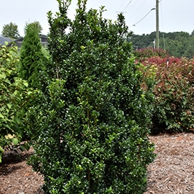 Castle Wall Meserve Holly #5 gallon pot - Proven Winners