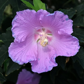 Pollypetite Rose Of Sharon #5 gallon pot