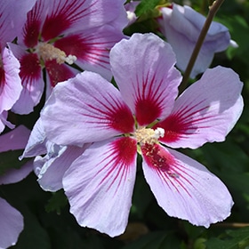 Orchid Satin Rose of Sharon #5 gallon pot - Proven Winners