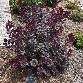 Winecraft Black Smokebush #3 gallon pot - Proven Winners