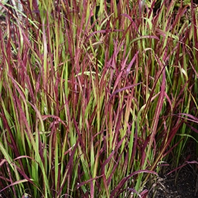 Red Baron Japanese Blood Grass #1 gallon pot
