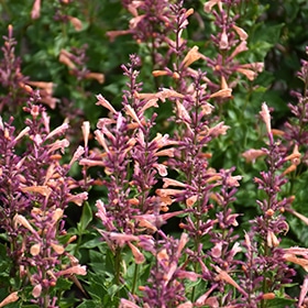 Mango Tango Hyssop #1.5 gallon pot