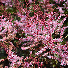 Delft Lace Astilbe #2 gallon pot