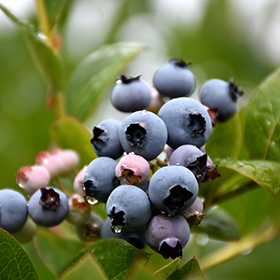 Patriot Blueberry #2 gallon pot - Hollybrook Farms