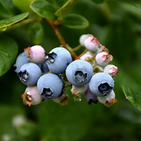 Elliott Blueberry #2 gallon pot - Hollybrook Farms
