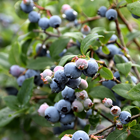 Blue Jay Blueberry #2 gallon pot - Hollybrook Farms
