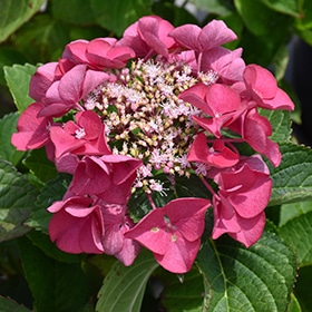 Cherry Explosion Hydrangea #3 gallon pot